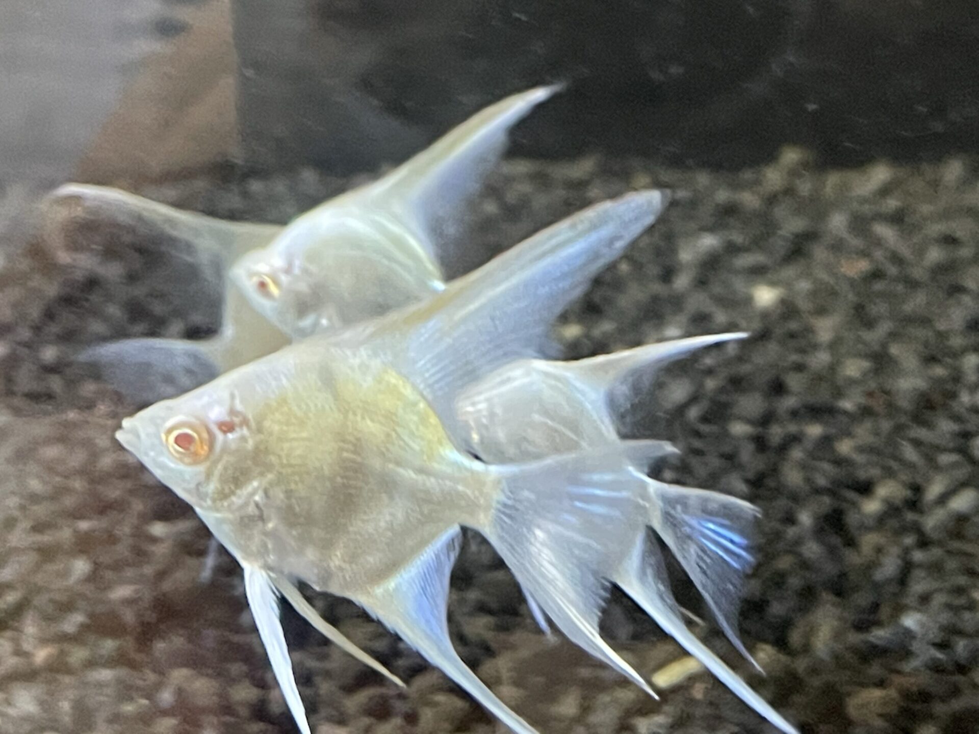 アルビノ マーキュリーブルーエンゼルフィッシュ 証明書付 ムシカリ