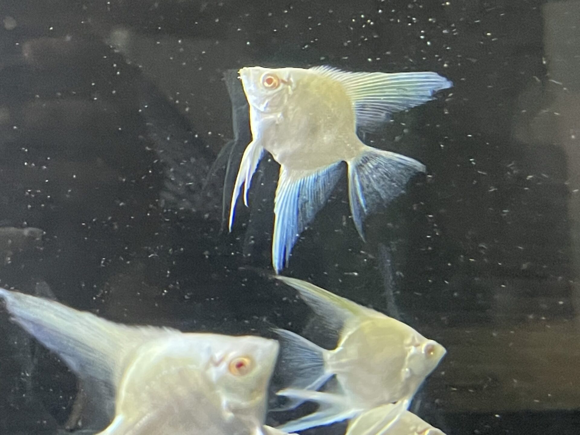 アルビノ マーキュリーブルーエンゼルフィッシュ 証明書付 ムシカリ