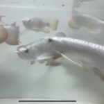 S__6111237(1)